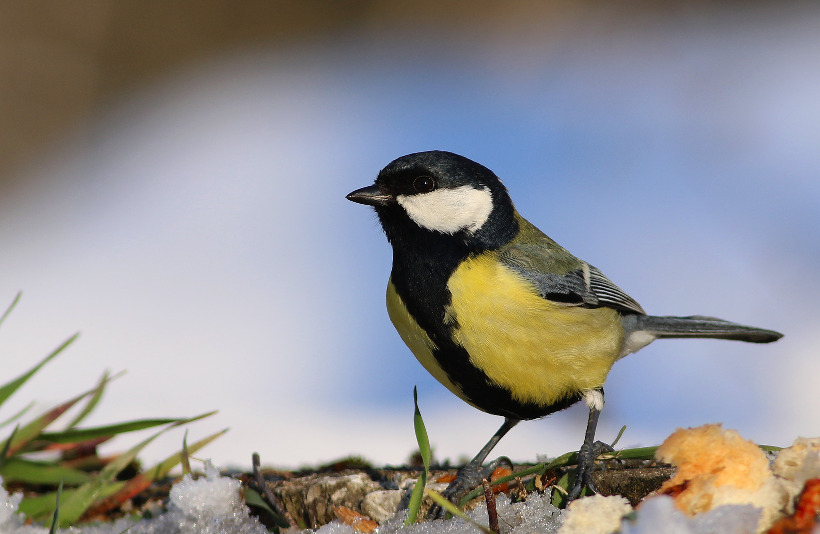 Great Tit